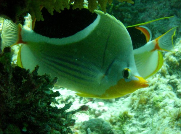 91- Poisson-papillon a selle 